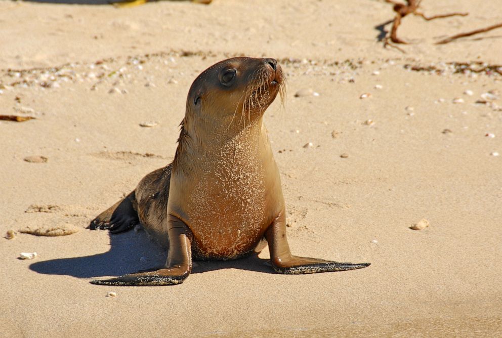 PHOTO: A sea lion pup on the beach near Green Head, Western Australia.