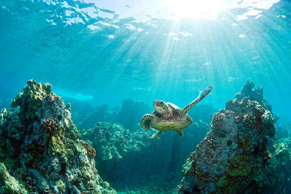PHOTO: An undated stock photo shows a green sea turtle swimming through a coral reef in Hawaii.
