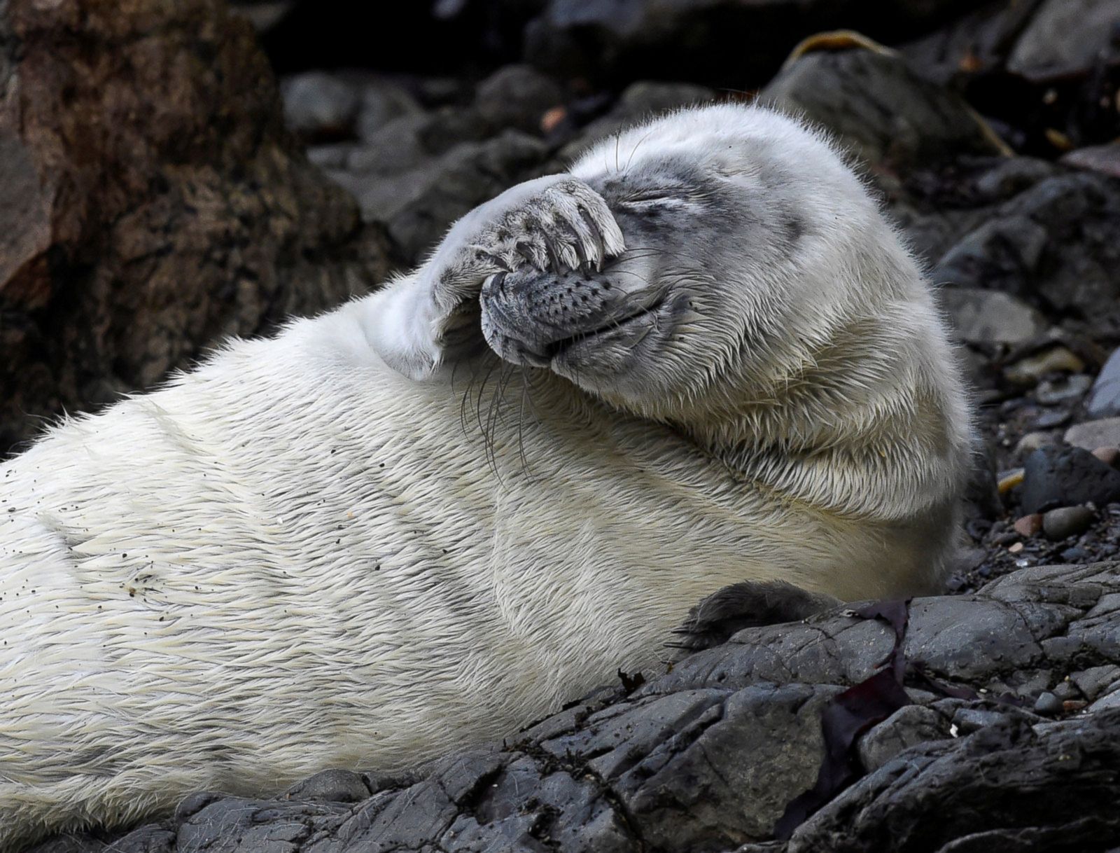 Seal pup chills out in Wales