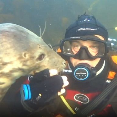 A deep-sea diver off the coast of the Farne Islands encountered a friendly grey seal who was eager to play.