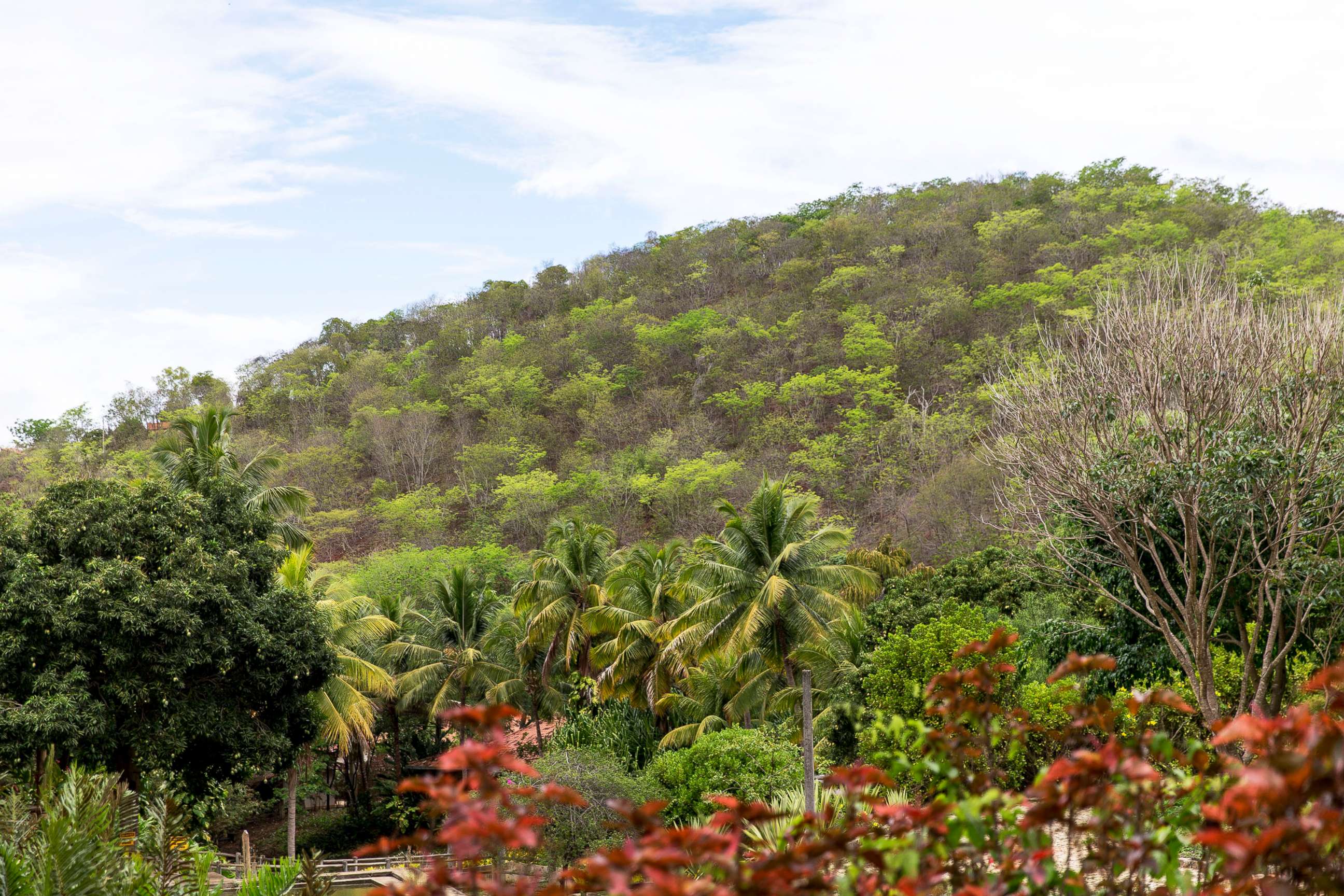 Let's talk Climate Change: Which trees absorb the most carbon