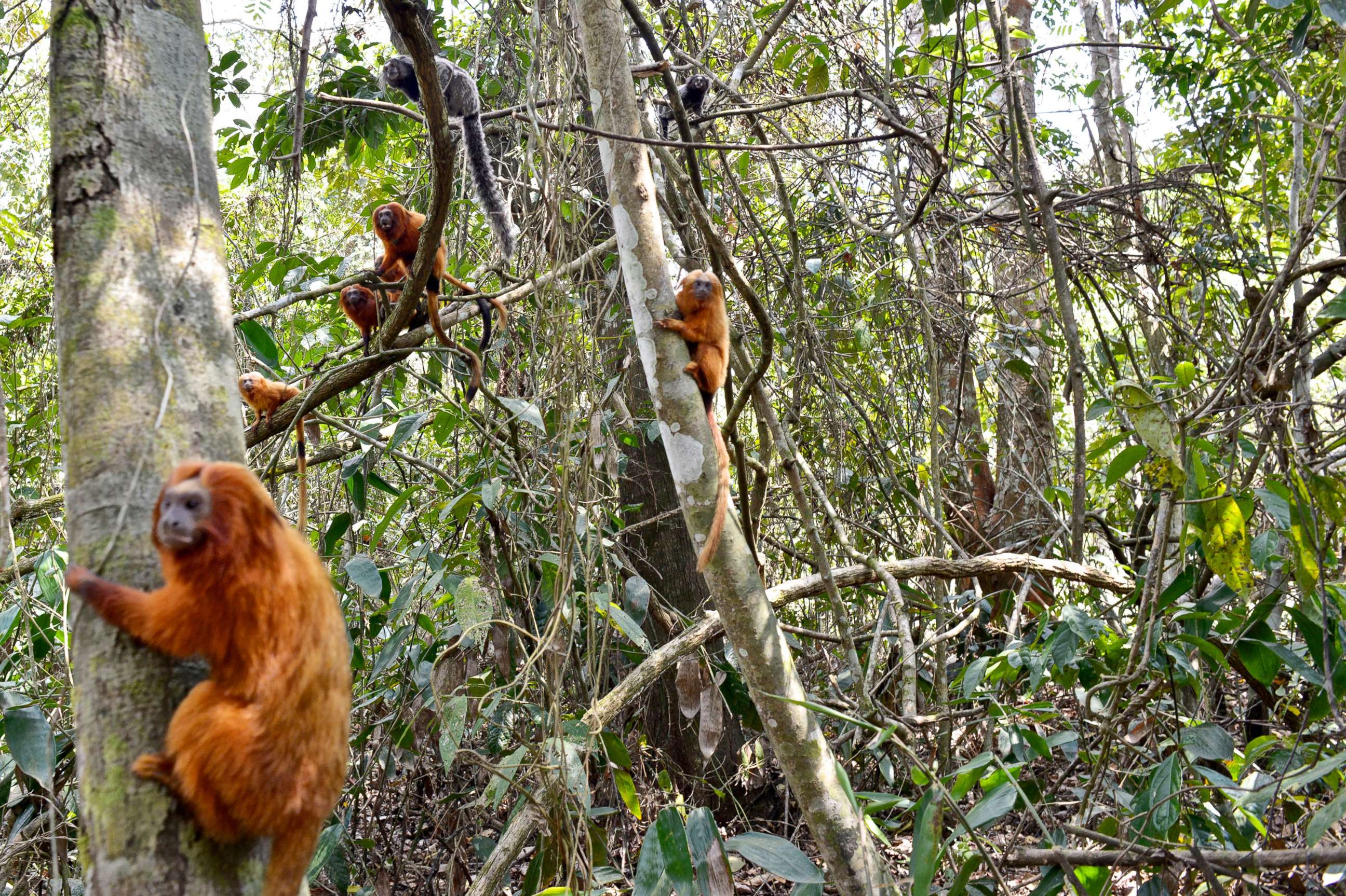 PHOTO: Golden Lion Tamarin populate a group of trees in the Atlantic Forest, Rio De Janeiro, Brazil, Oct. 16, 2014. 