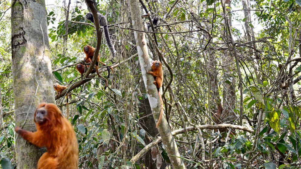 PHOTO: Golden Lion Tamarin populate a group of trees in the Atlantic Forest, Rio De Janeiro, Brazil, Oct. 16, 2014. 