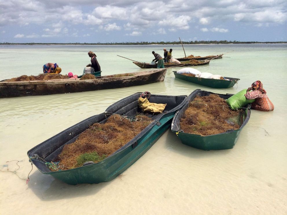 PHOTO: Seaweed farmers are seen with their haul in northern Pemba.