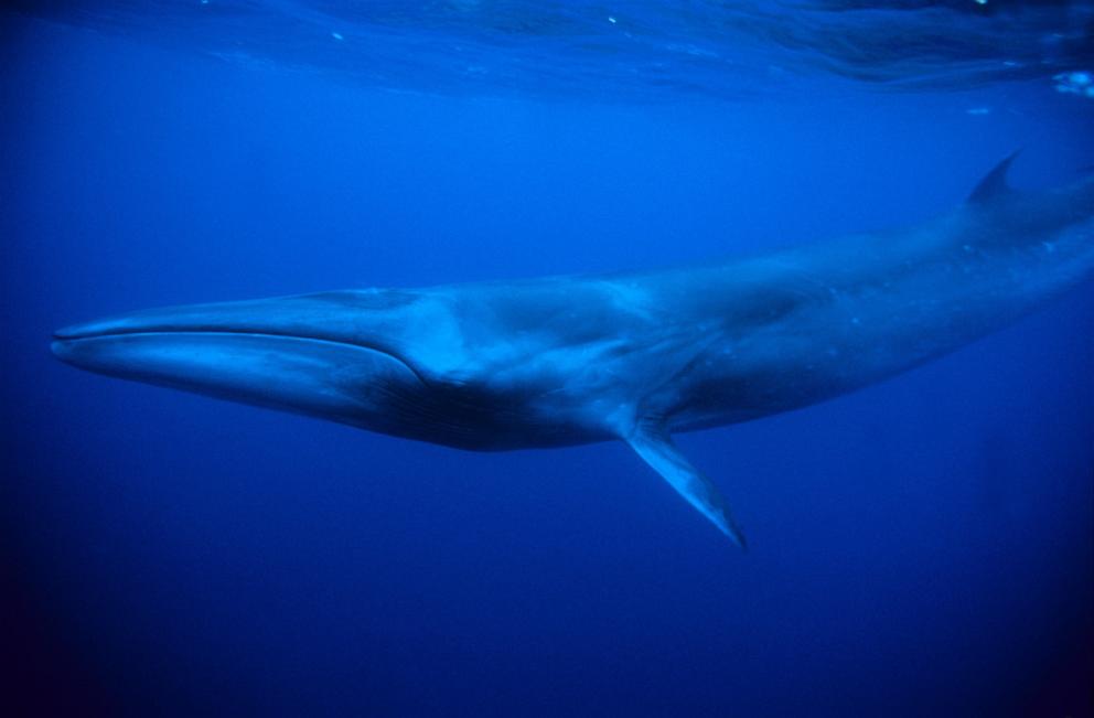 PHOTO: sei whale