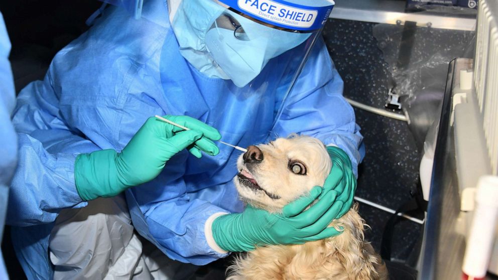 PHOTO: A dog is tested for COVID-19 in South Korea on Feb. 10, 2021.