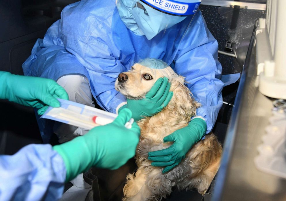 PHOTO: A dog is tested for COVID-19 in South Korea on Feb. 10, 2021.