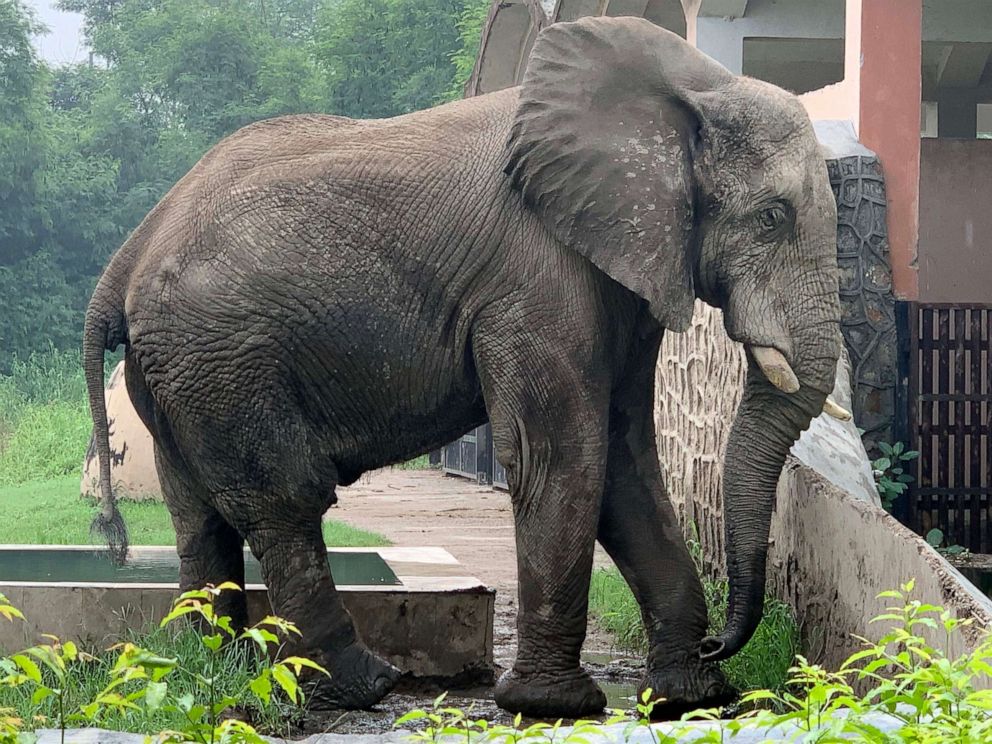 PHOTO: An African elephant named Shankar is seen in his enclosure at the National Zoological Park in New Delhi, India, Aug. 9, 2021.