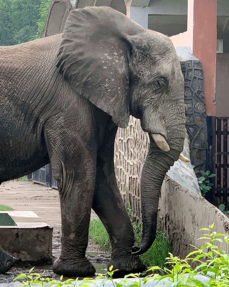 A teenager's plea to send Shankar the elephant back home to Africa after 24  years - ABC News