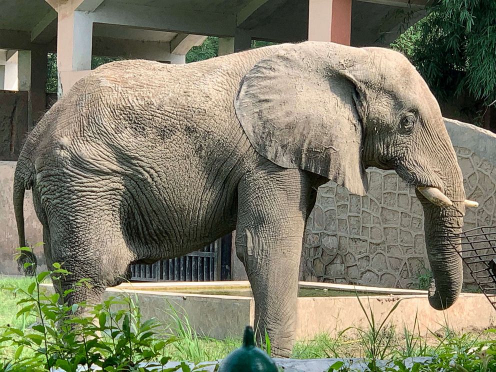 PHOTO: An African elephant named Shankar is seen in his enclosure at the National Zoological Park in New Delhi, India, Aug. 14, 2021.