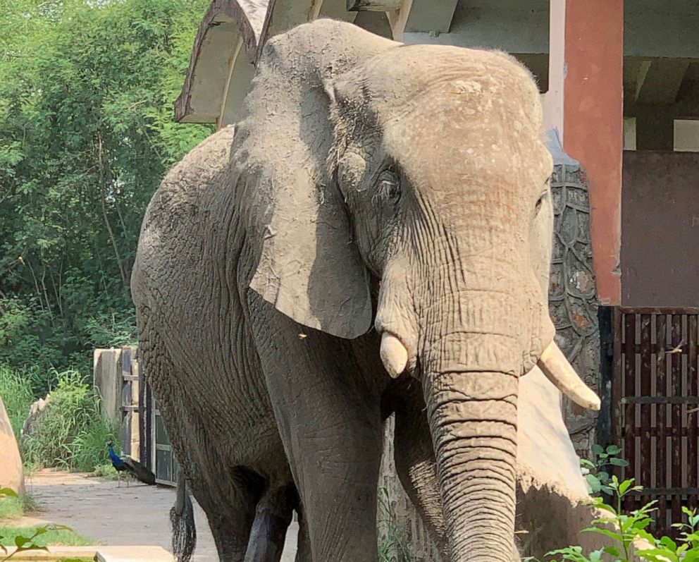 PHOTO: An African elephant named Shankar is seen in his enclosure at the National Zoological Park in New Delhi, India, Aug. 14, 2021.