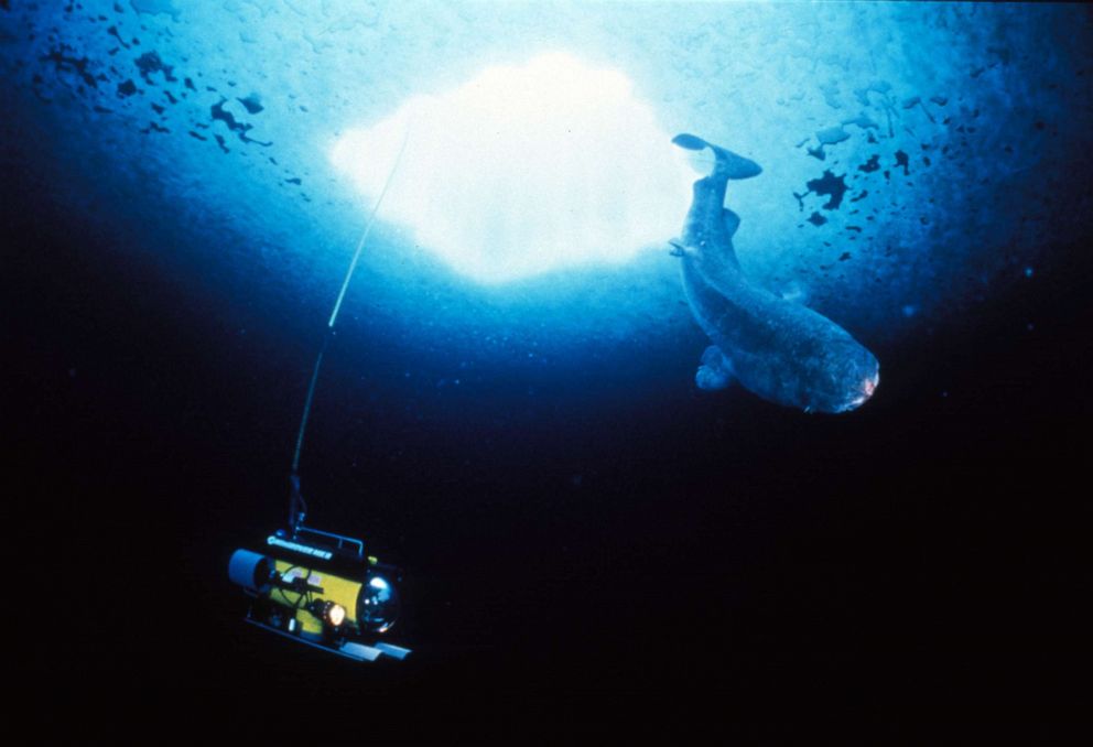 PHOTO:  A Greenland shark (Somniosus microcephalus) is photographed a with remotely operated vehicle, in the Arctic Ocean, ca. 2000's. 