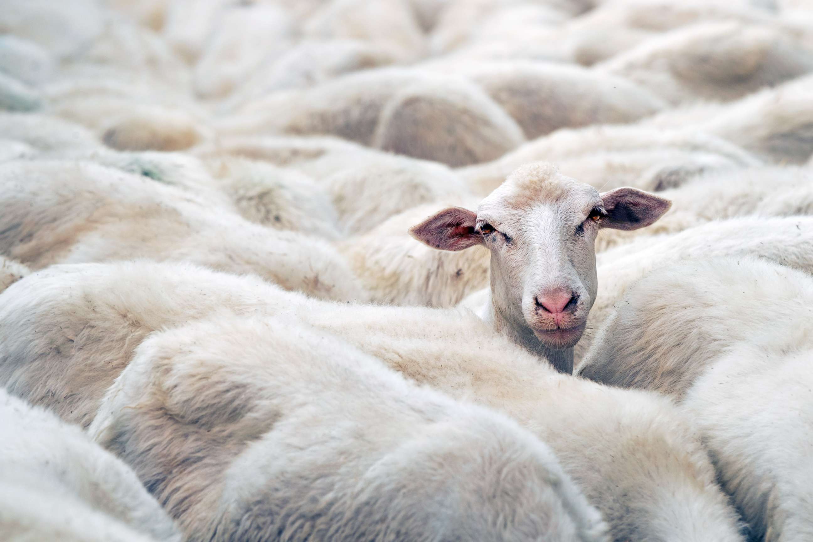 PHOTO: A sheep is seen in this stock photo.