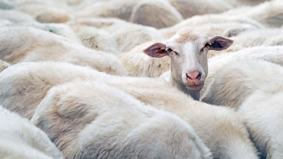 A sheep is seen in this stock photo.