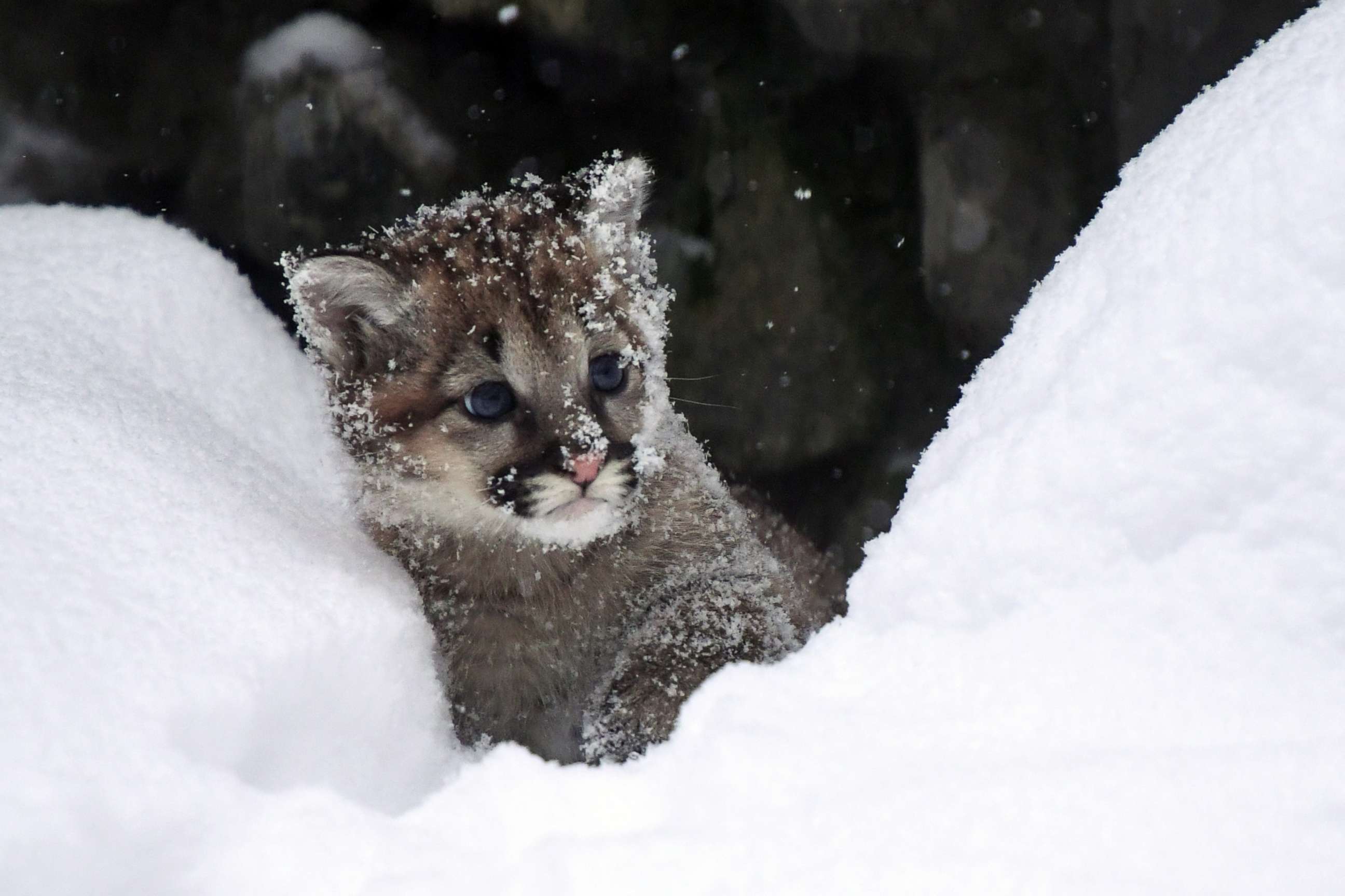 PHOTO: A newborn lynx kitten peers into the snow at the Novosibirsk Zoo in Siberia, Russia, Jan. 16, 2018.
