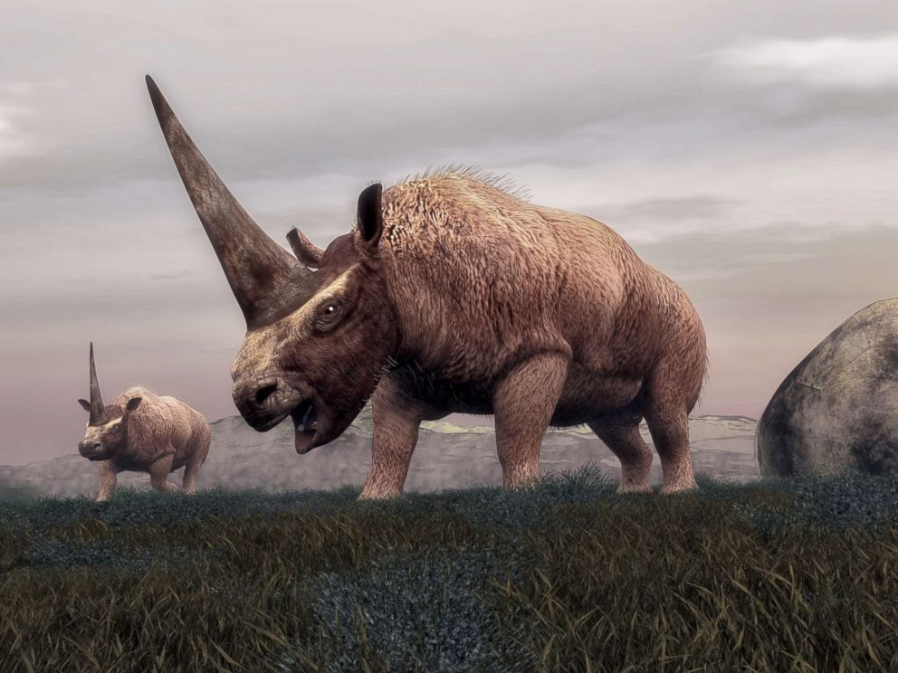 PHOTO: This stock rendering depicts the Elasmotherium mammal dinosaurs walking in the steppe grass in Siberia.