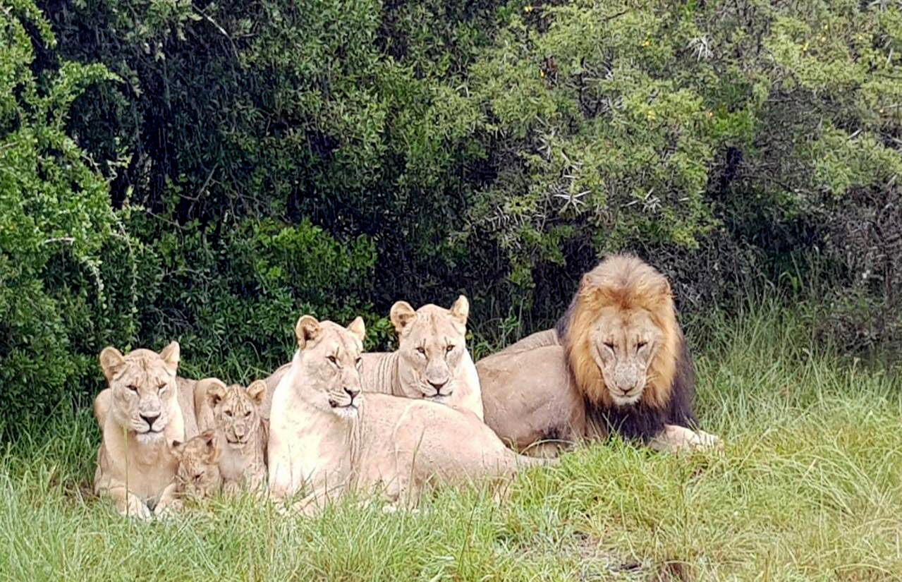 PHOTO: These lions mauled to death alleged rhino poachers in South Africa. Photo was taken in April 2018.
