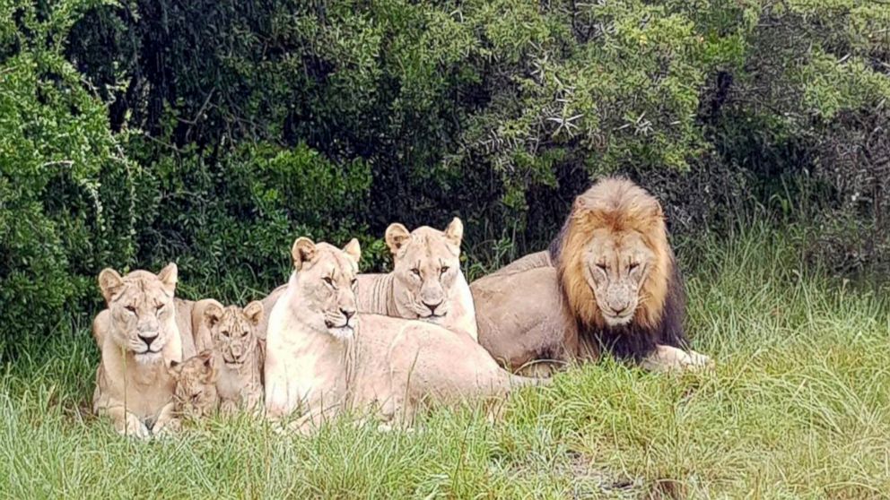 PHOTO: These lions mauled to death alleged rhino poachers in South Africa. Photo was taken in April 2018.