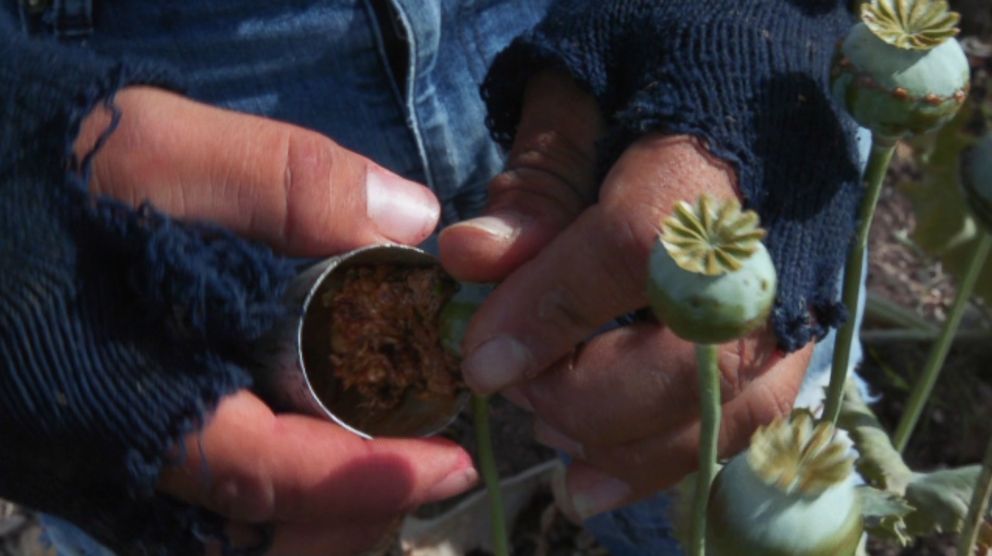 PHOTO: Workers use sawed-off deodorant cans to collect the gum from poppy flowers.