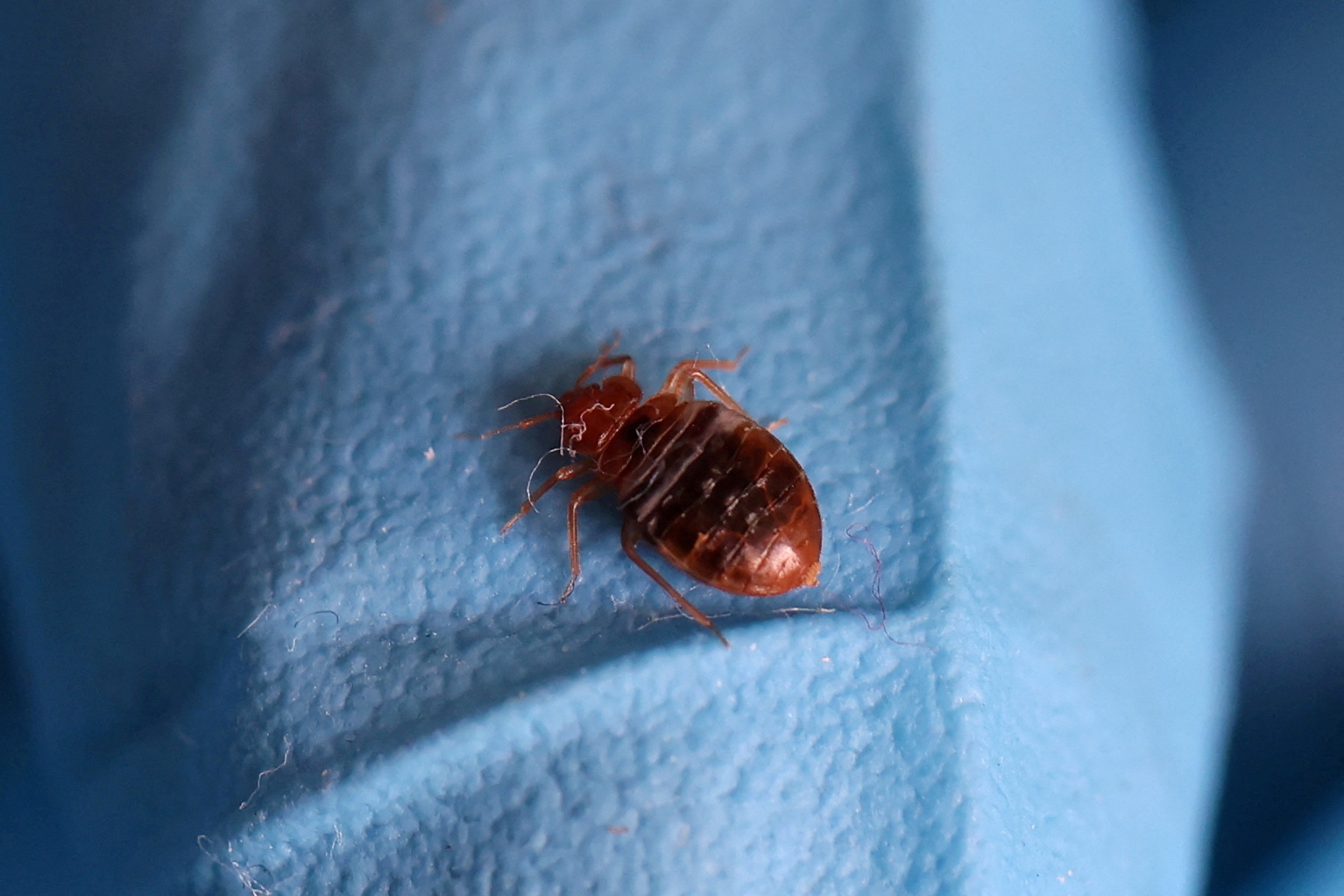 FILE PHOTO: A bed bug is seen on a glove of a biocide technician from the company Hygiene Premium who treats an apartment against bed bugs in L'Hay-les-Roses, near Paris, France, September 29, 2023.