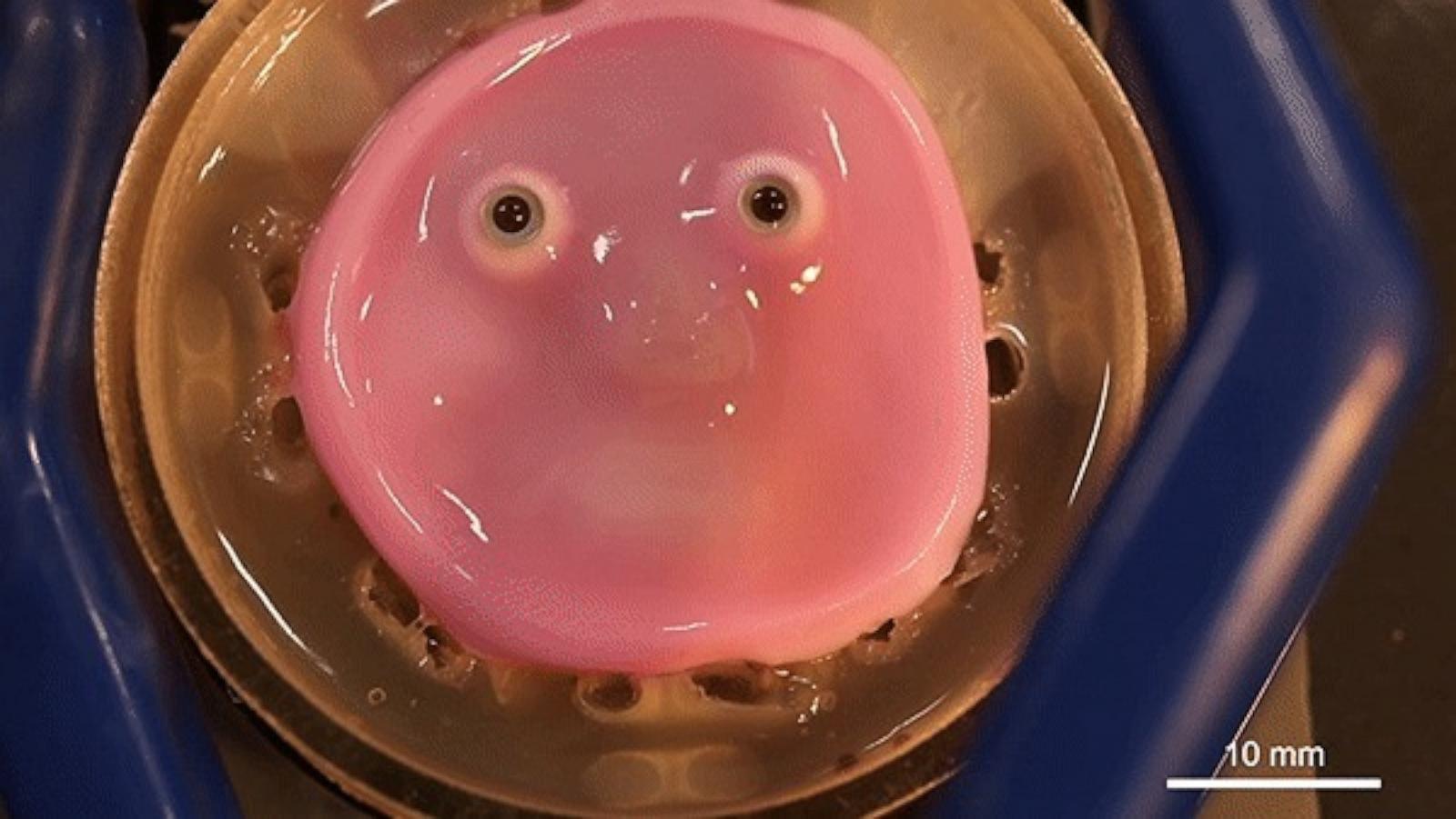 Japanese scientists make robot face with living skin that can