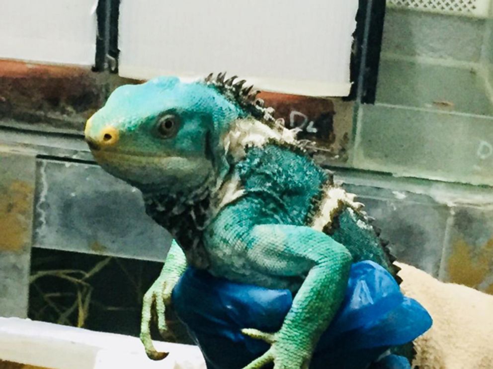 PHOTO: Nine people were arrested when a Spanish network that trafficked rare animals was broken up, the European Union law enforcement agency Europol said on March 12, 2018.