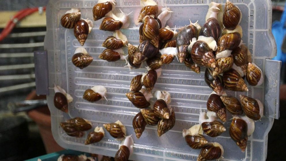 PHOTO: Extracted carefully, snail mucus is another popular ingredient in Korean beauty products.