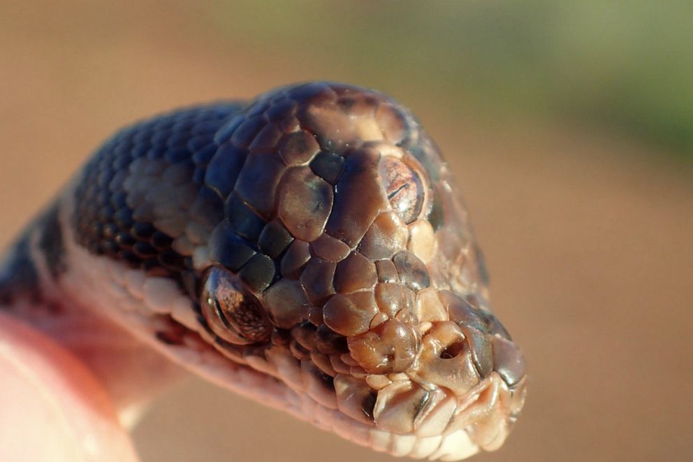 PHOTO: A three-eyed snake that was found by rangers on the Arnhem Highway near Humpty Doo, outside Darwin, Northern Territory, Australia.