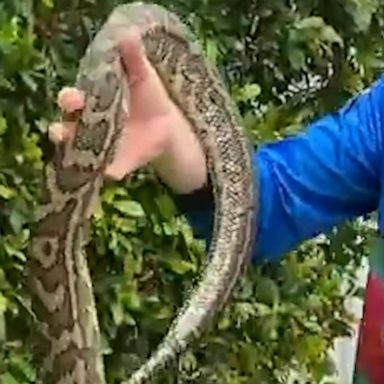 A massive python was removed from the family’s garden and safely returned back to the wild.