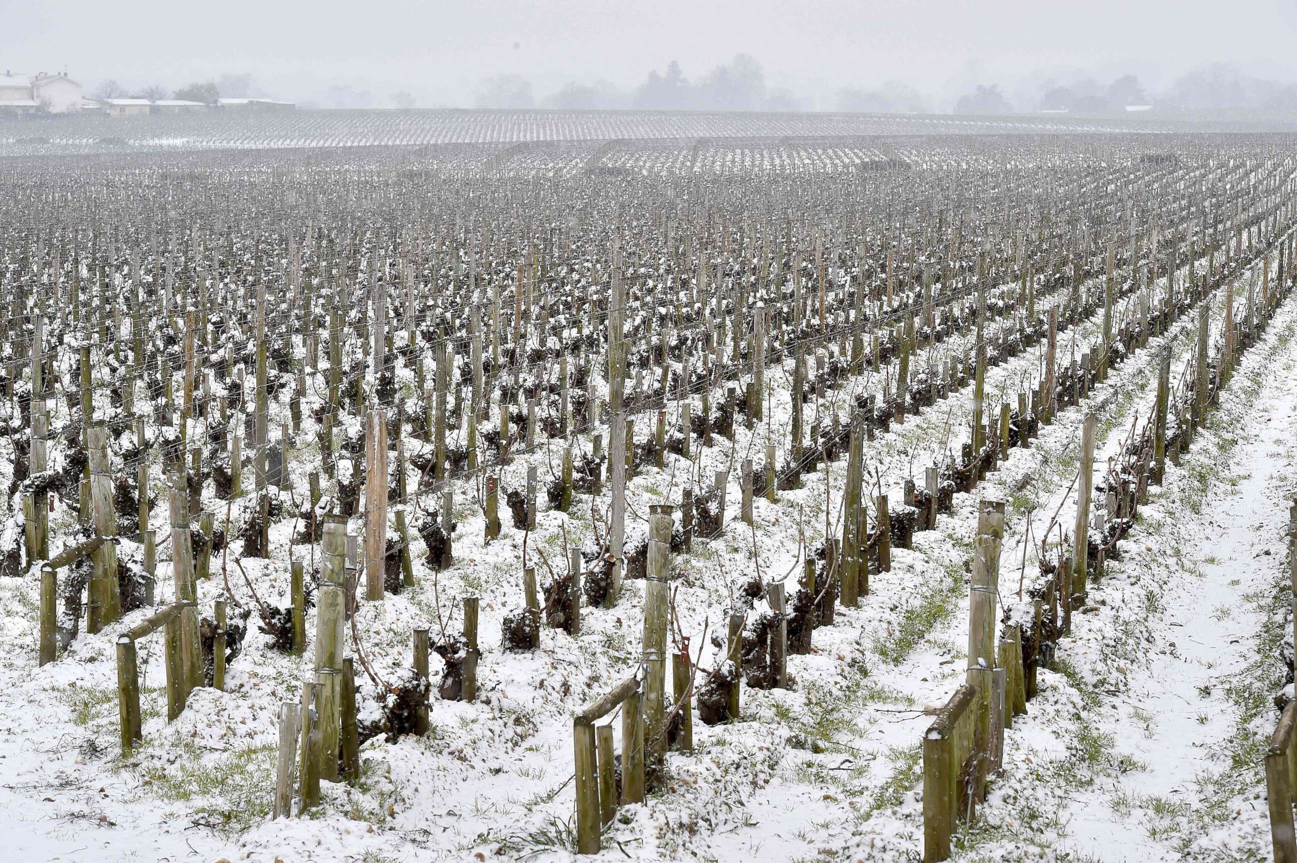 PHOTO: Snow covers a wine vineyard in Bordeaux, France, Feb. 28, 2018.