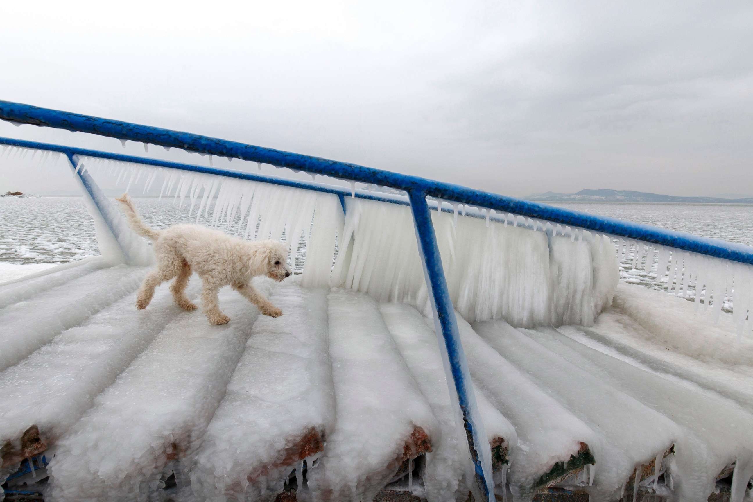 PHOTO: A dog walks on ice covering the stairs at the shore of Lake Balaton in Fonyod, Budapest, Hungary, Feb. 26, 2018.