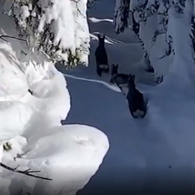 A ski instructor spots a trio of deer stuck in deep mountain snow in northern Italy.