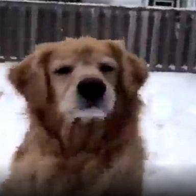 The two exited pups frolicked through the snow in New Brunswick, Canada.