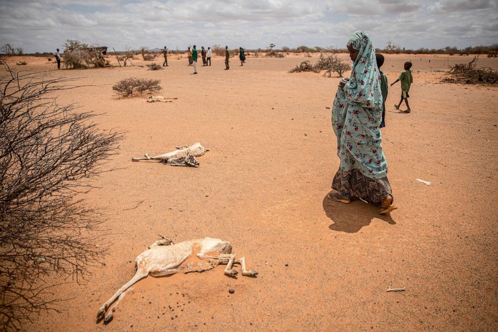 PHOTO: A child displaced by drought conditions walks past the rotting carcasses of goats that died from hunger and thirst on the outskirts of Dollow, Somalia, April 14, 2022.