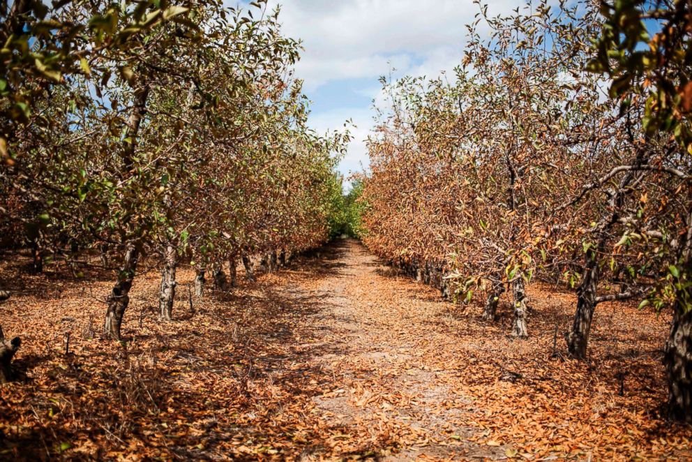 PHOTO: Trees in an orchard suffering from the 3-year drought in Piket Bo-berg, Piketberg, north of Cape Town, on March 7, 2018.