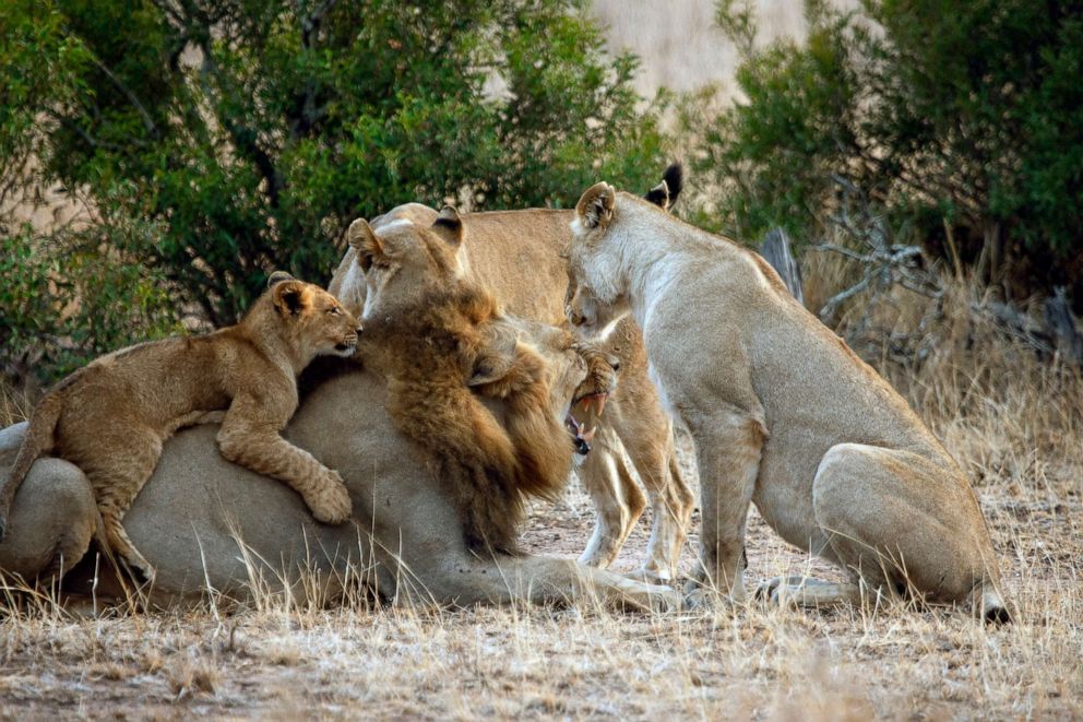 PHOTO: A pride of lions is seen in Kruger National Park, South Africa, in 2015.