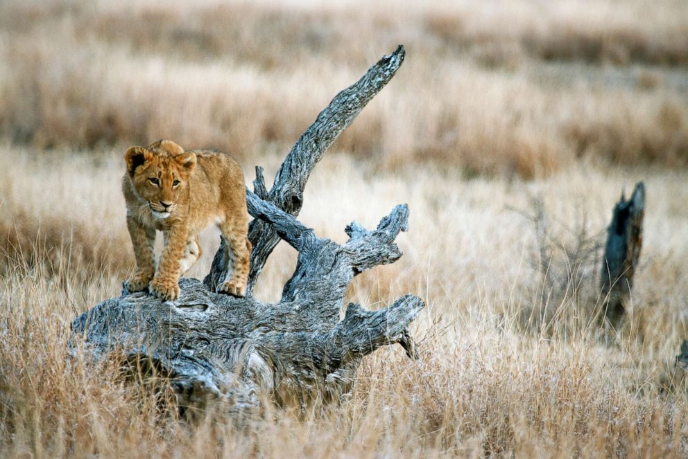 PHOTO: A lion cub is seen in Kruger National Park, South Africa.