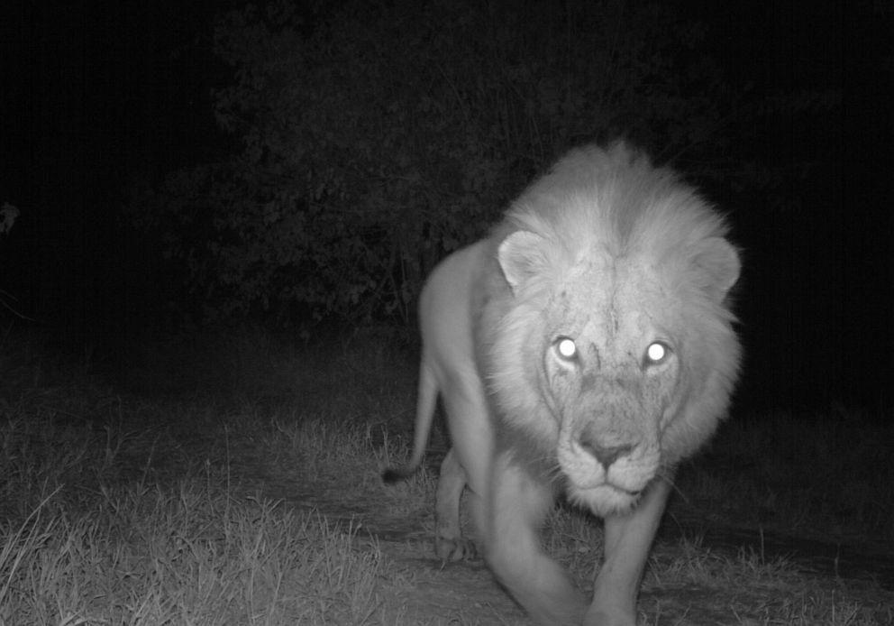 PHOTO: A night camera captures a male lion in Limpopo National Park, Mozambique.