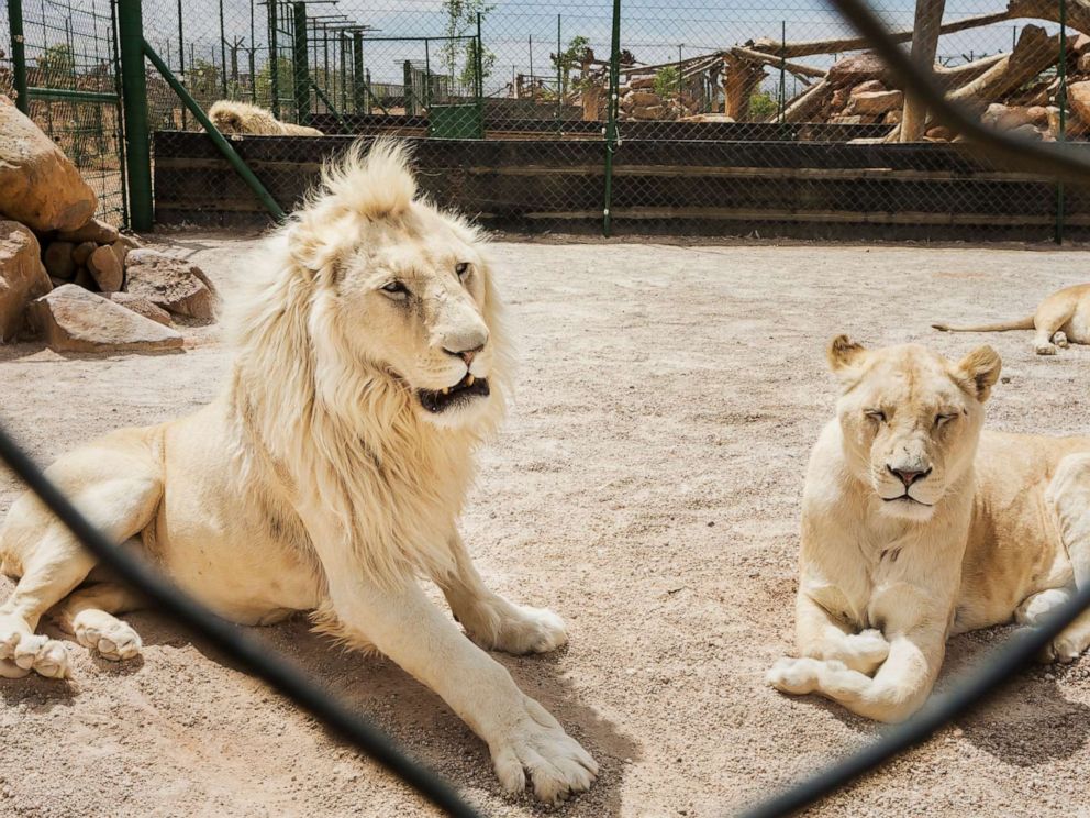Lions Are On The Menu Now Inside The Legal Lion Bone Trade Abc News