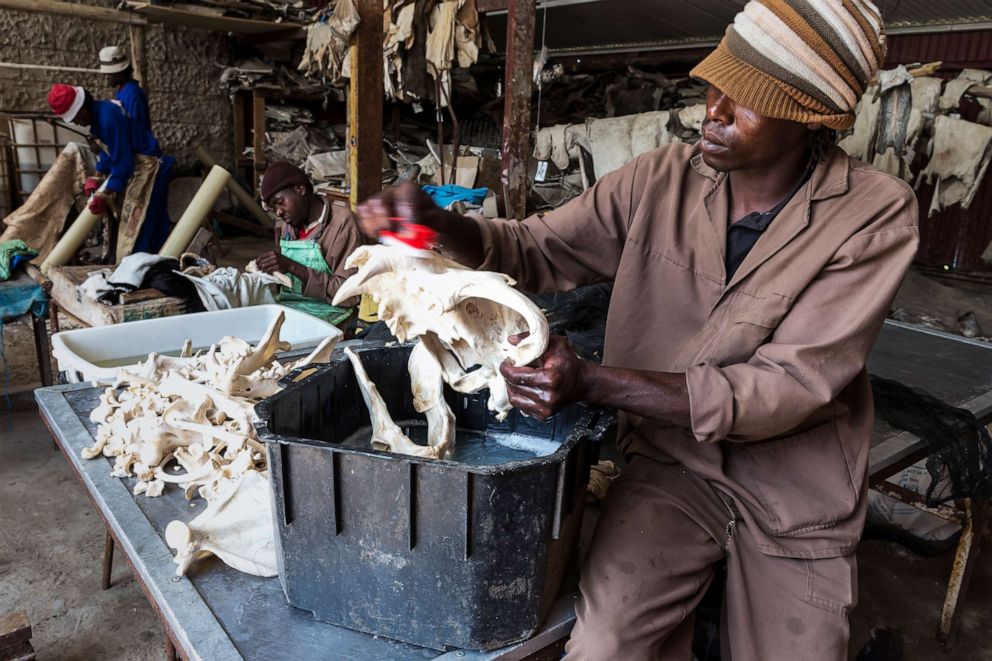 PHOTO: A worker cleans lion bones with a combination of water and peroxide at a taxidermist in the Orange Free State, South Africa on Oct. 10, 2012.