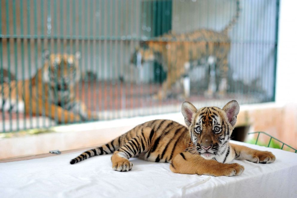 PHOTO: A South China Tiger cub is displayed for the public at Guangzhou Zoo on June 22, 2017, in Guangzhou, China.