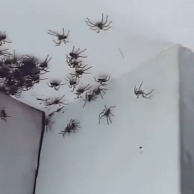 A mother in Australia found in her daughter's room what can only be described as way too many spiders.