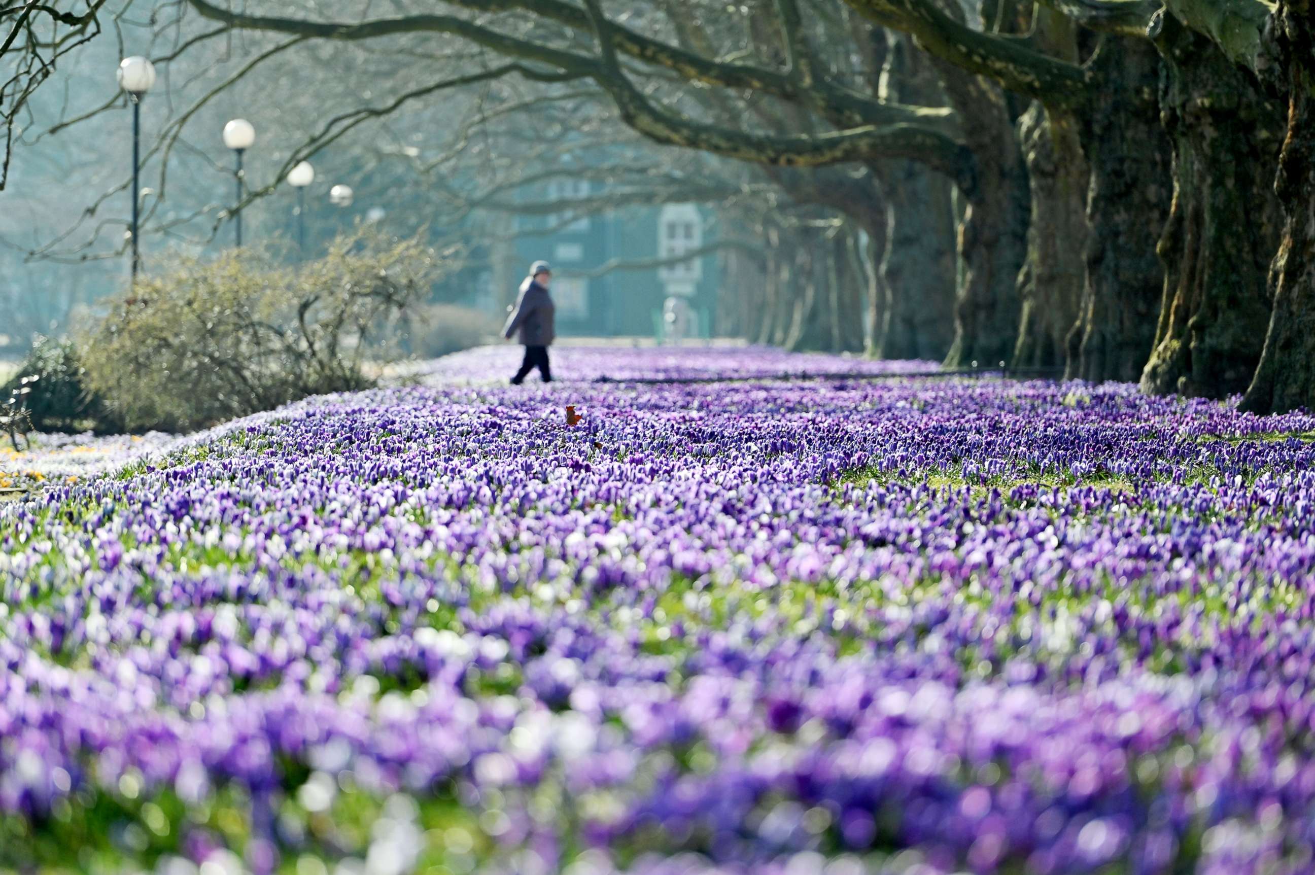 Around spring. Цветы красивые фото необычные. Breath of Spring.