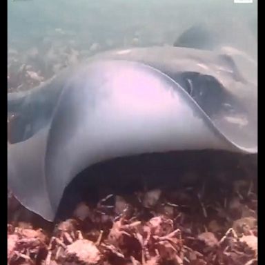 Stingray glides over a sea floor of spider crabs in Australia's Port Phillip Bay.