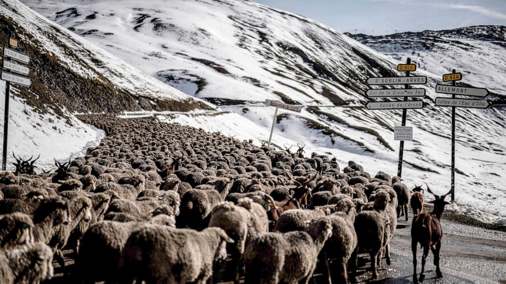PHOTO:  A flock of sheep goes down the road in the Croix de Fer path, a mountain pass in the Dauphine Alps in Savoie, Sept. 29, 2020. 
