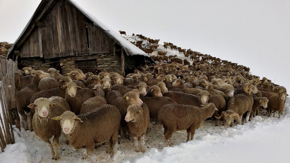 PHOTO: Sheep stranded in the Glandon mountain pass in French Savoie.
