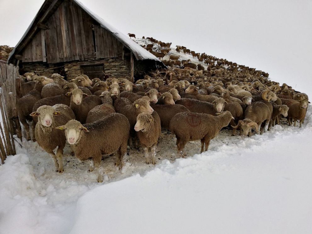 PHOTO: Sheep stranded in the Glandon mountain pass in French Savoie.