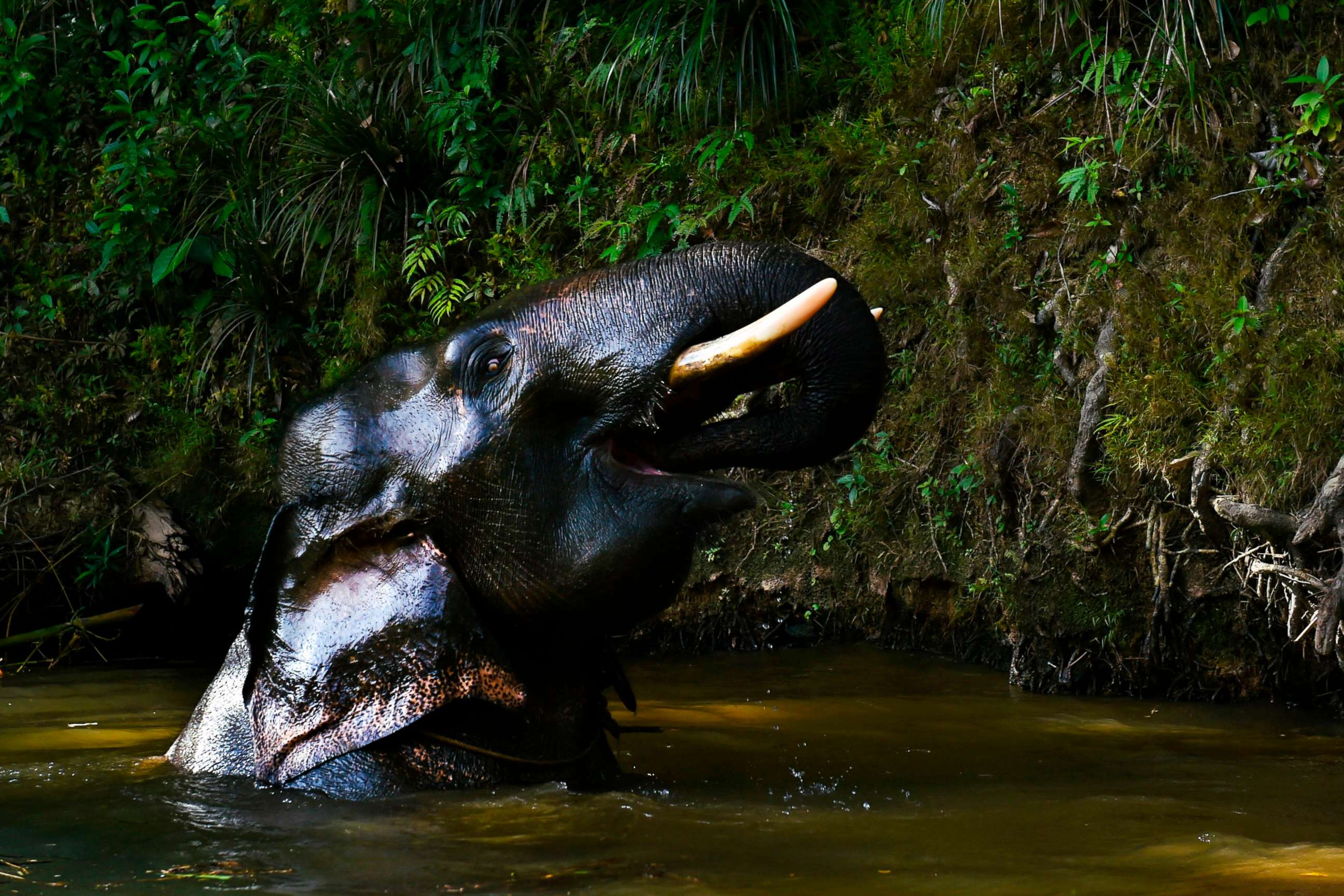 PHOTO: A male Sumatran elephant bathes in a river near the Conservation Response Unit Alue Kuyun in Meulaboh, Indonesia, July 27, 2019.