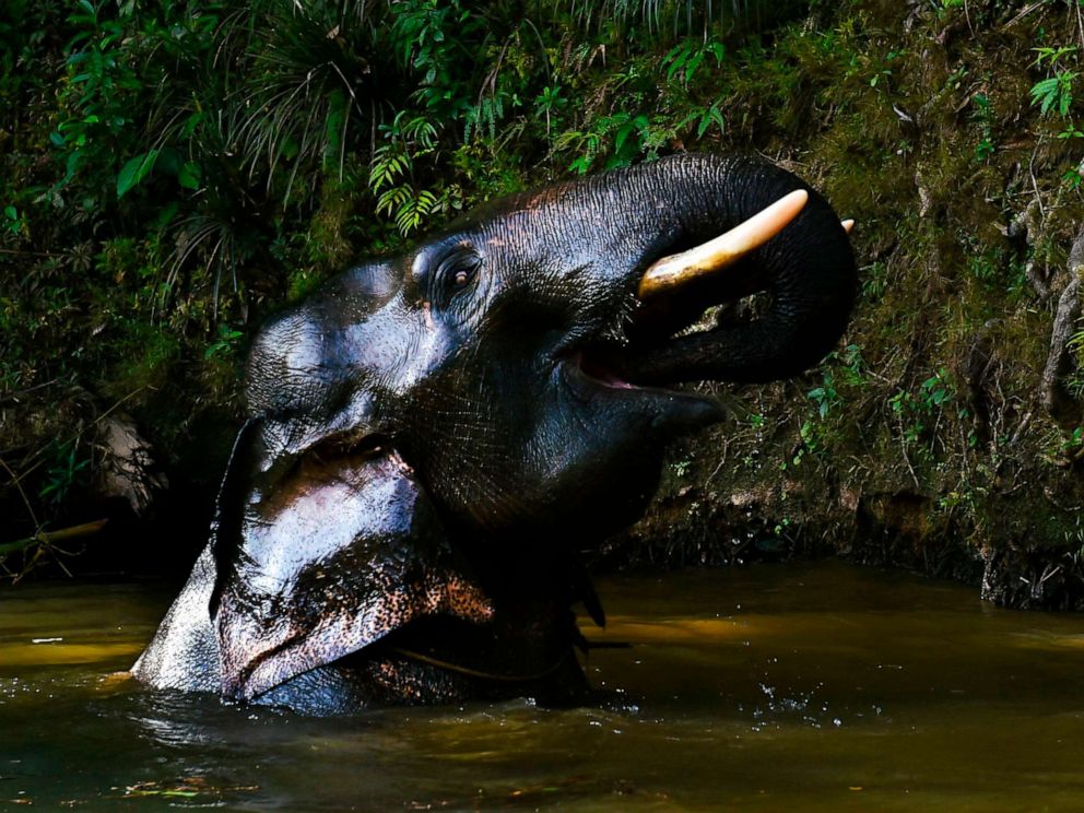 PHOTO: A male Sumatran elephant bathes in a river near the Conservation Response Unit Alue Kuyun in Meulaboh, Indonesia, July 27, 2019.