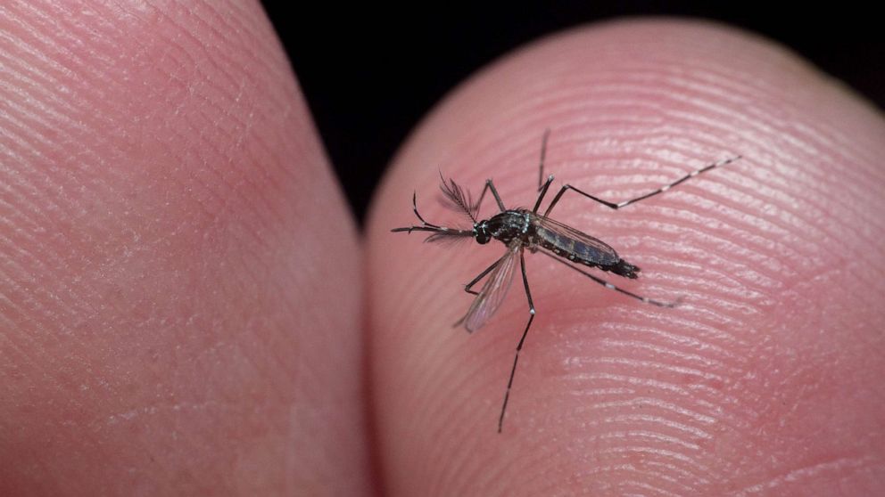PHOTO: FILE - Male culicidae, tropical diseases carrier, mosquito commonly called "mosquito da dengue" in Brazil, is a vector for chikungunya, yellow fever and dengue.